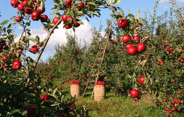 auto entrepreneur agricole
